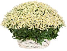Цветочная композиция из Ромашки в корзине #REPLACE_PRED# Кошки Самарская область